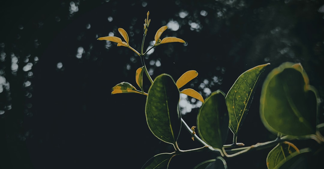 日本産盆栽スターターキット